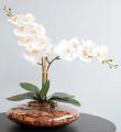 Arranjo de Orquídeas na Costeira em Florianópolis