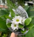 Margaridas na Costeira em Florianópolis