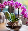 Orquídeas na Costeira em Florianópolis
