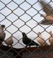 Redes de Proteção Contra Pombos no Carvoeira em Florianópolis