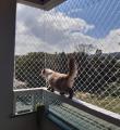 Redes de Proteção para Gatos no Carvoeira em Florianópolis